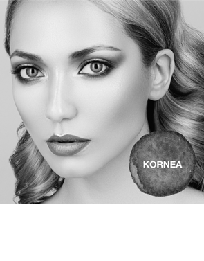 kornea